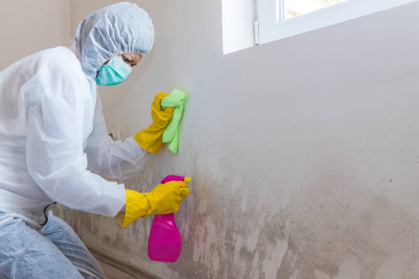 Best Basement Mold Removal in Ballston Spa, NY